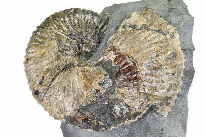 Iridescent Ammonite (Hoploscaphites) Fossil - Montana #316582